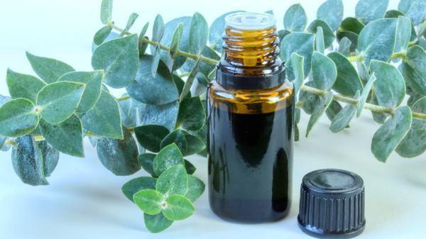 eucalyptus huile essentielle