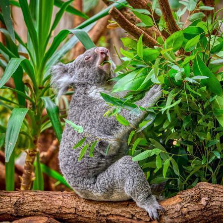 koala qui se régale d'eucalyptus